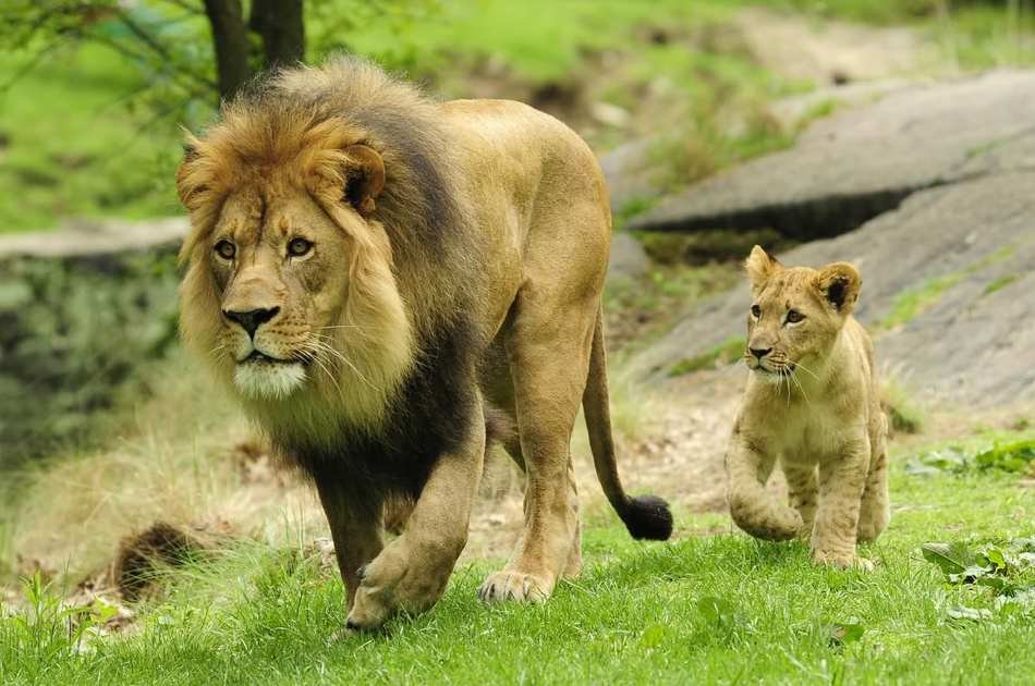 8 Days Best of Kenya Safari