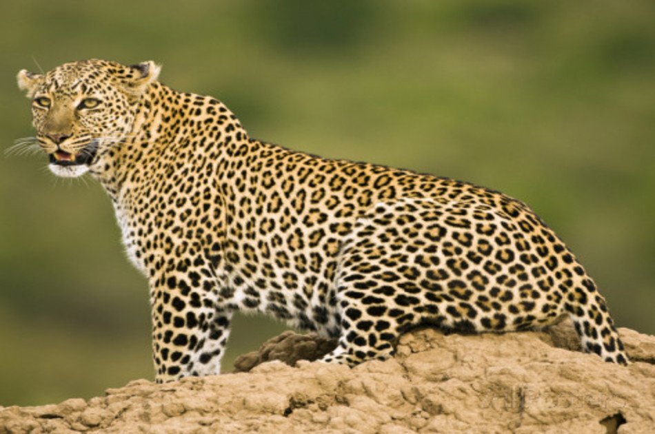 8 Days Best of Kenya Safari