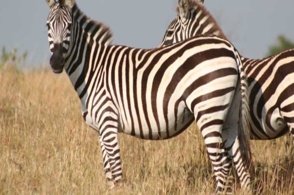 8 Days Scenic Kenya Safari