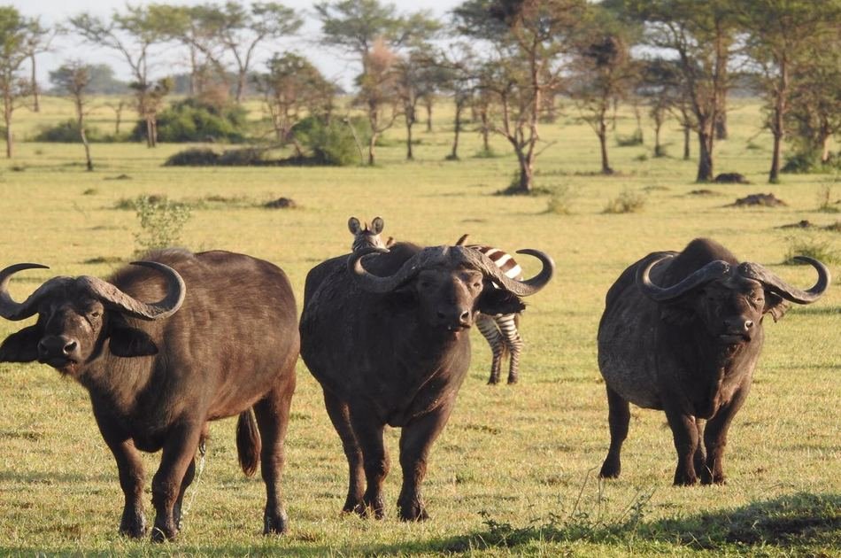 8 Days Scenic Kenya Safari