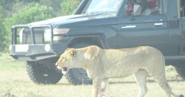 Amazing Masai Mara 3 Days 2 Nights Small Group  Safari from Nairobi