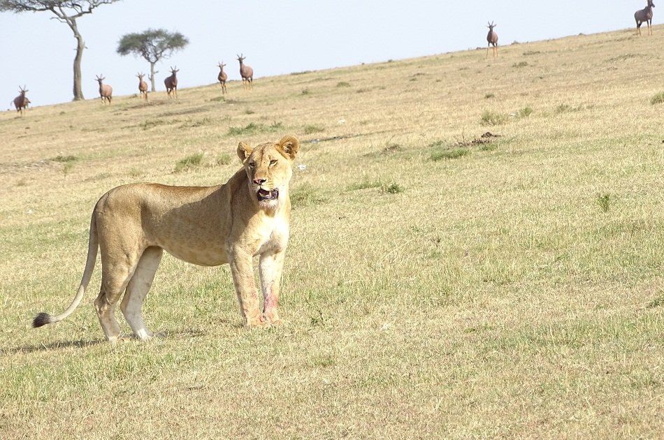 Amazing Masai Mara 3 Days 2 Nights Small Group  Safari from Nairobi