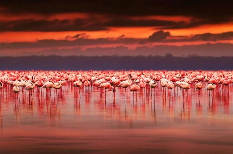 Classic Wings Kenya Safari - 5 Days