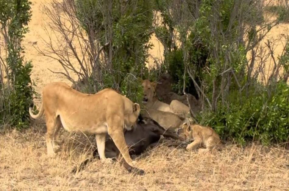 Classic Wings Kenya Safari - 5 Days