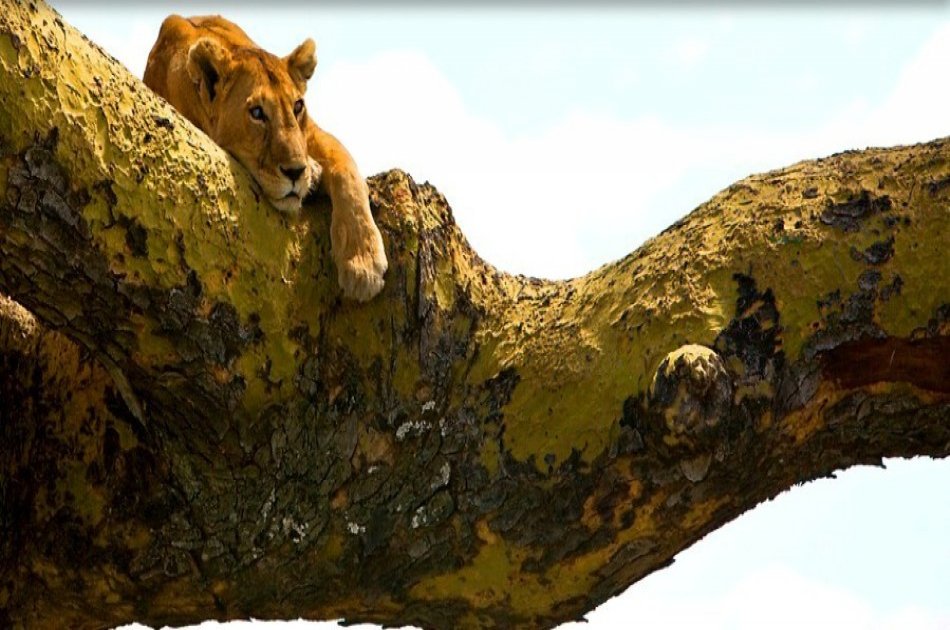 Classic Wings Kenya Safari - 5 Days