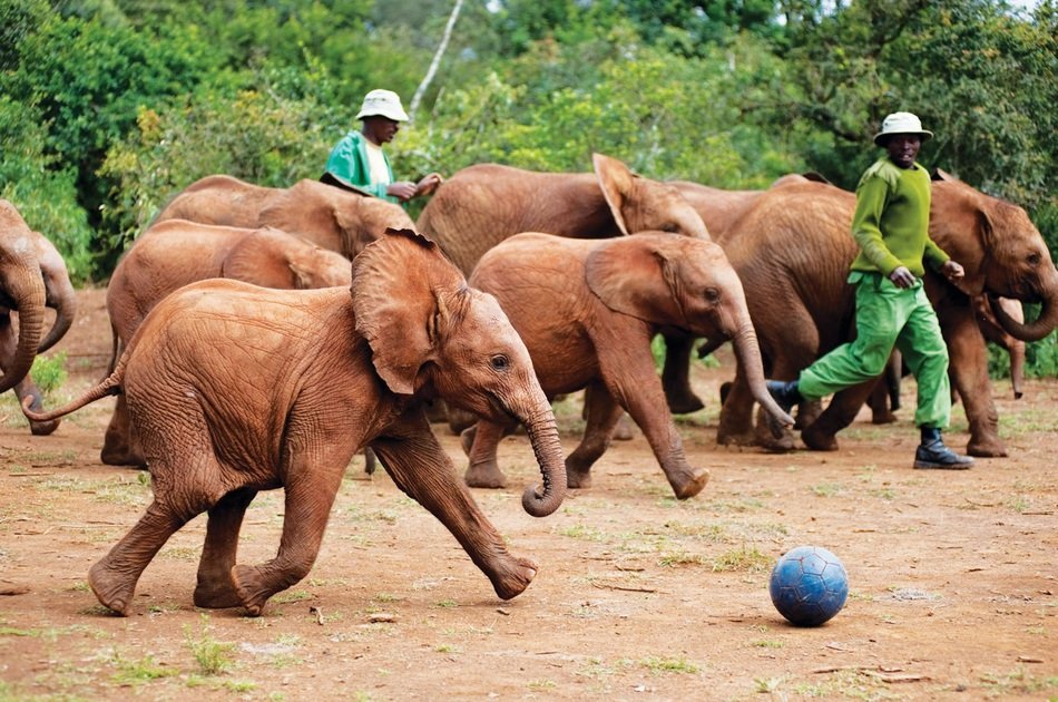 Daphne Sheldricks, Karen Blixen Museum & Giraffe Centre Tour in Nairobi