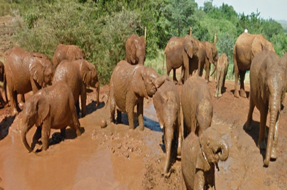 Daphne Sheldricks, Karen Blixen Museum & Giraffe Centre Tour in Nairobi