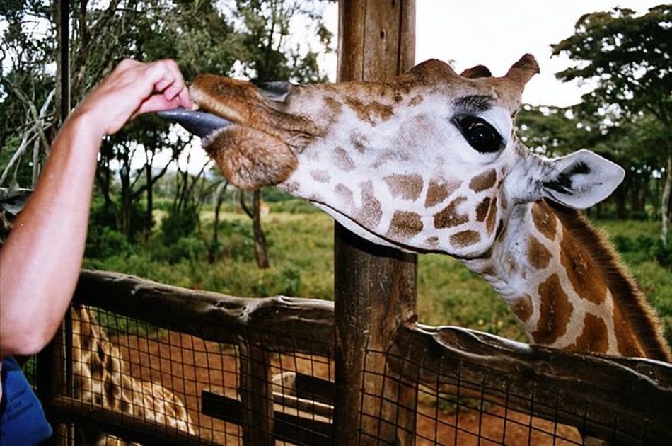 Daphne Sheldricks, Karen Blixen Museum & Giraffe Centre Tour in Nairobi