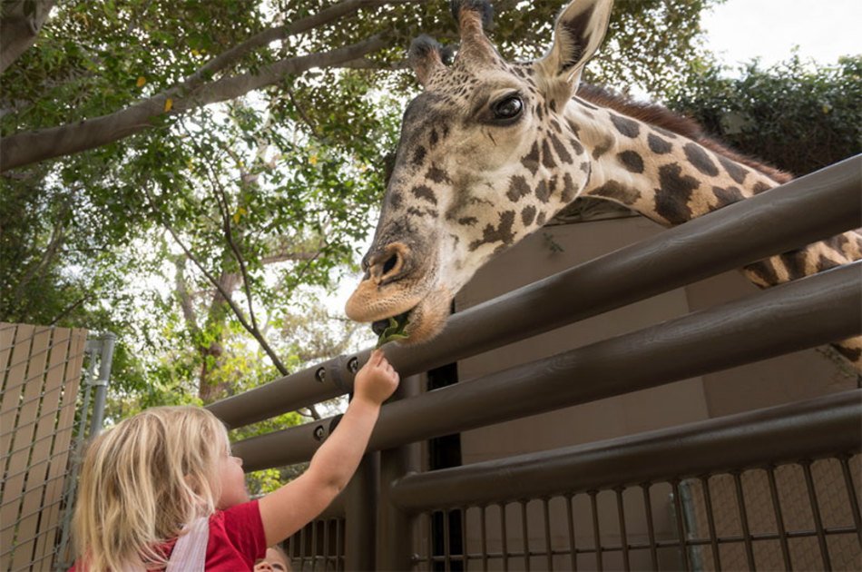 Daphne Sheldricks, Karen Blixen Museum & Giraffe Centre Tour in Nairobi
