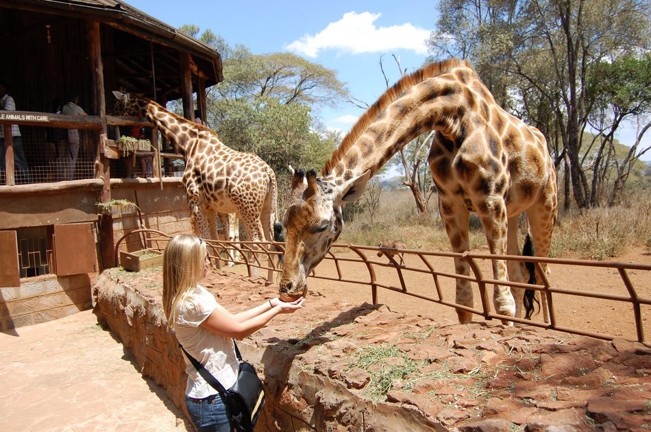 Daphne Sheldricks, Karen Blixen Museum & Giraffe Centre Tour in Nairobi