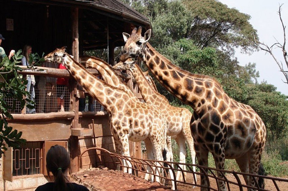 Daphne Sheldricks, Karen Blixen Museum & Giraffe Centre Tour in Nairobi