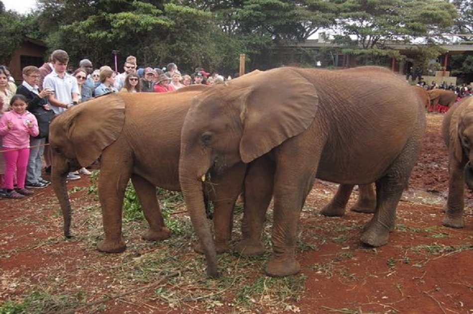 Elephant Orphanage and Giraffe Center in Nairobi