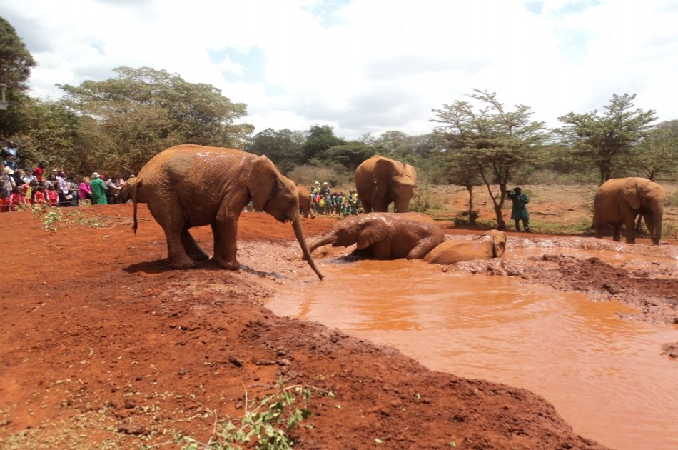 Elephant Orphanage and Giraffe Center Tour in Nairobi