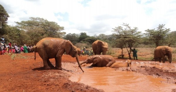 Elephant Orphanage and Giraffe Center Tour in Nairobi