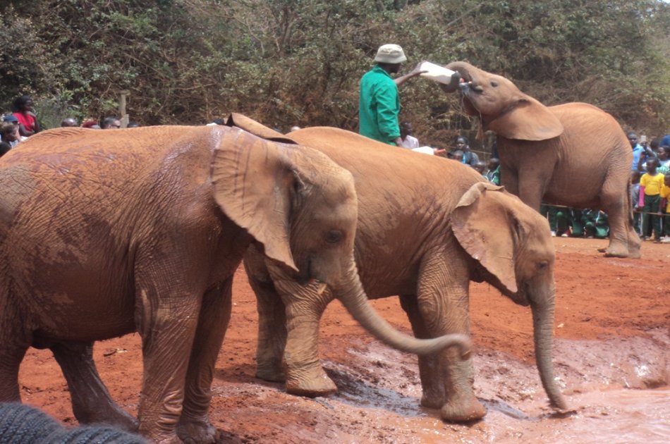 Elephant Orphanage and Giraffe Center Tour in Nairobi