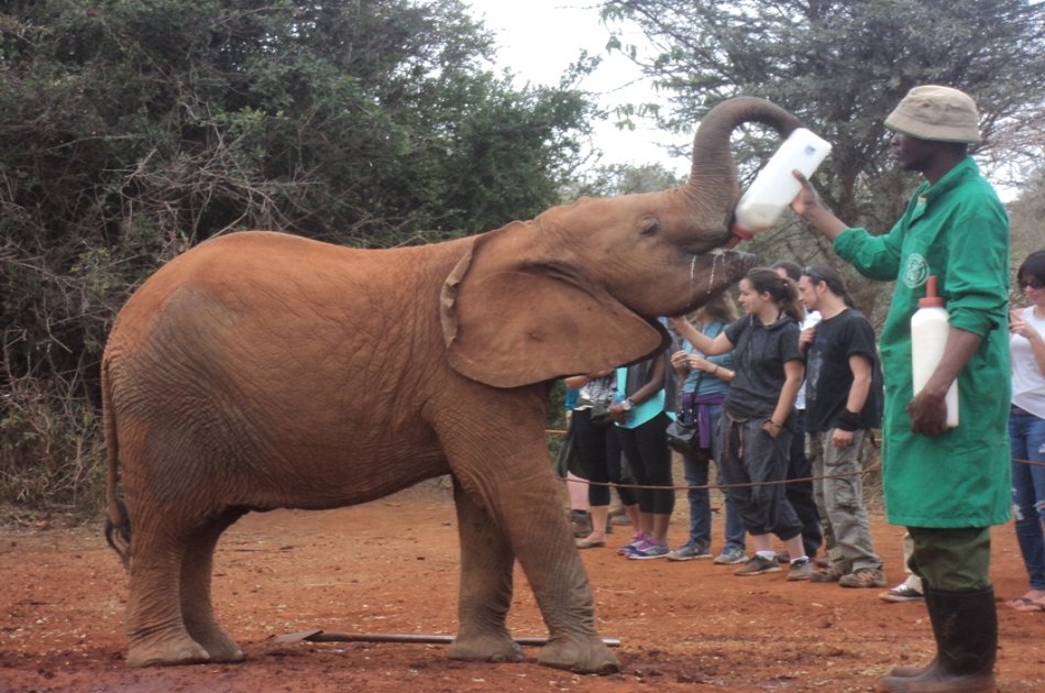 Elephant Orphanage and Giraffe Center Tour in Nairobi