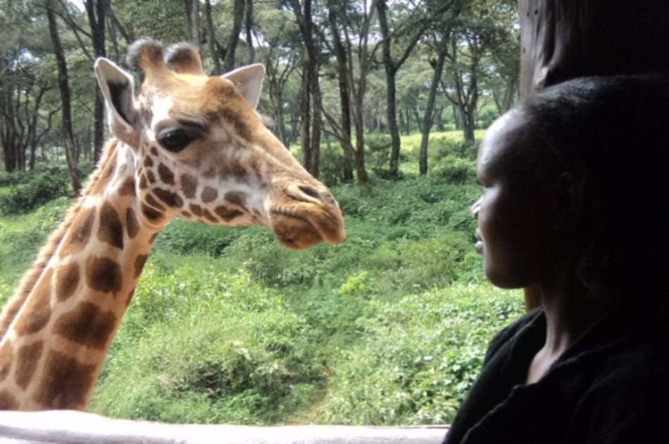 Elephant Orphanage and Giraffe Center Tour in Nairobi