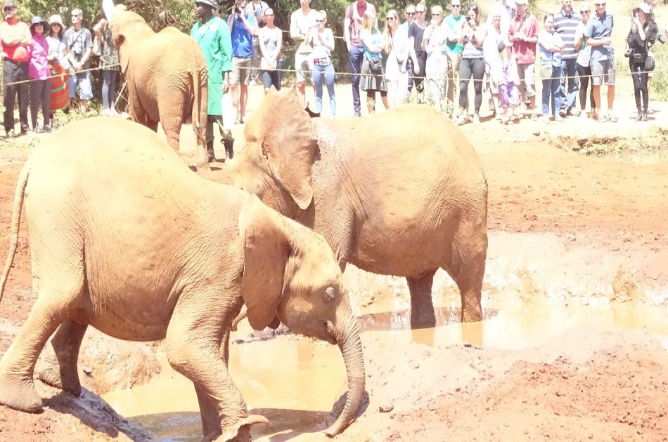 Exciting Full Day Tour of Nairobi Animal Orphanage, Elephant & Giraffe Centres