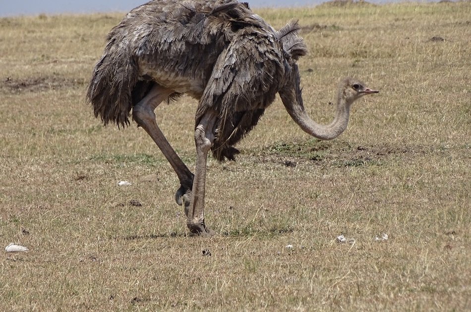 Exciting Full Day Tour of Nairobi Animal Orphanage, Elephant & Giraffe Centres