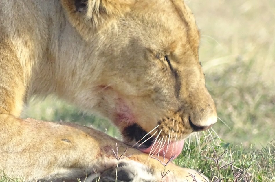 Exciting Full Day Tour of Nairobi Animal Orphanage, Elephant & Giraffe Centres
