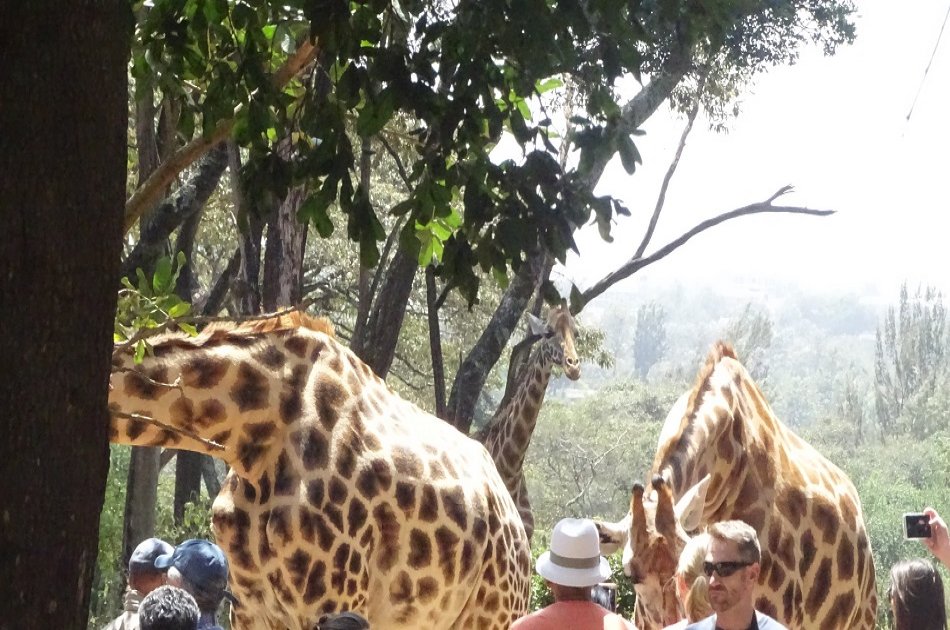 Exciting Full Day Tour of Nairobi Animal Orphanage, Elephant & Giraffe Centres