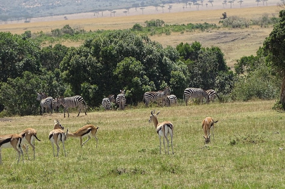 Flying Safari Package 3 Days 2 Night Masai Mara