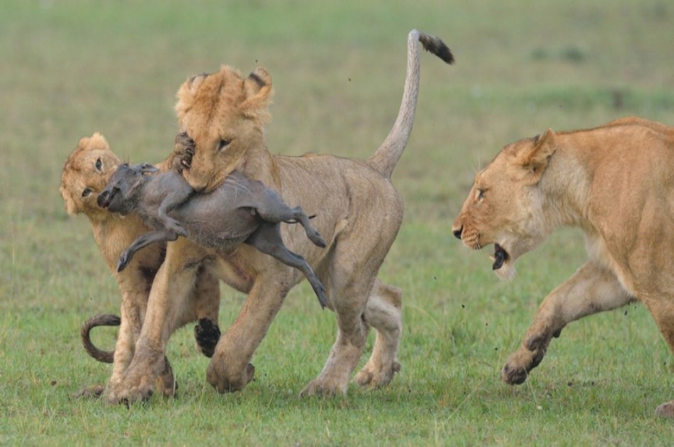 Kenya 3 Days Masai Mara Budget Camping Safari