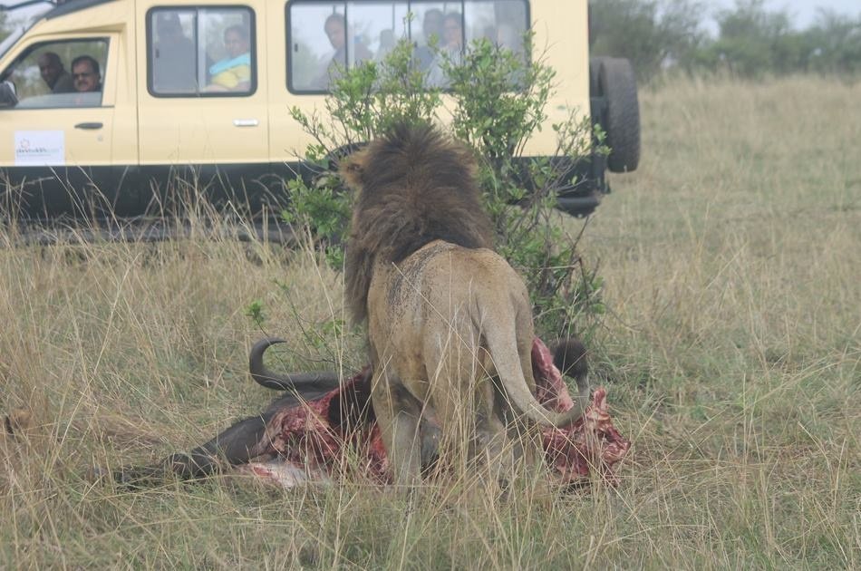 Kenya 5 Day Highlights Safari