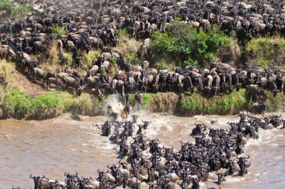Kenya  Guided Wildlife Safari