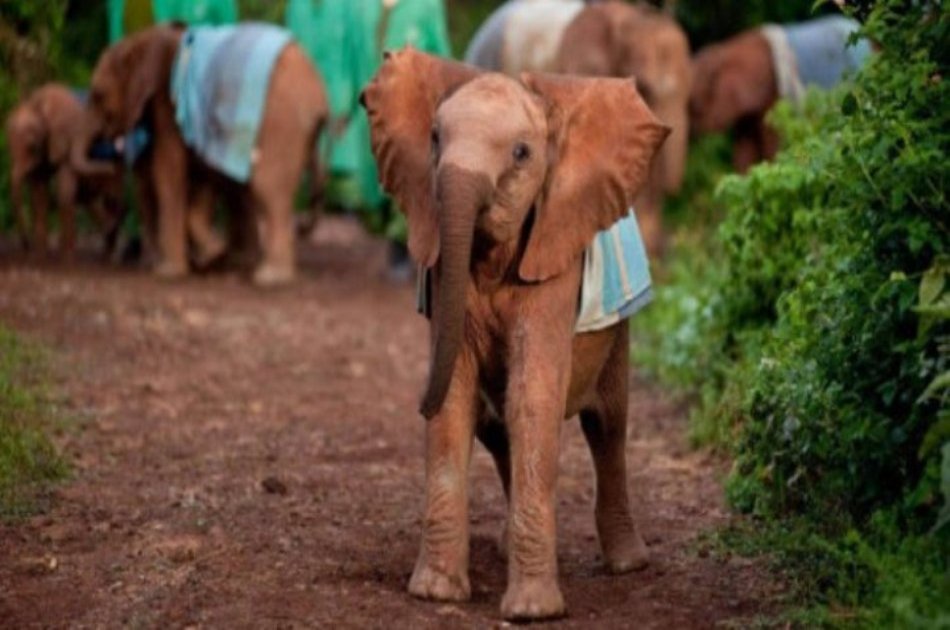 Kenya Heartwarming Half Day Safari of an Elephant Orphanage & Giraffe Centre