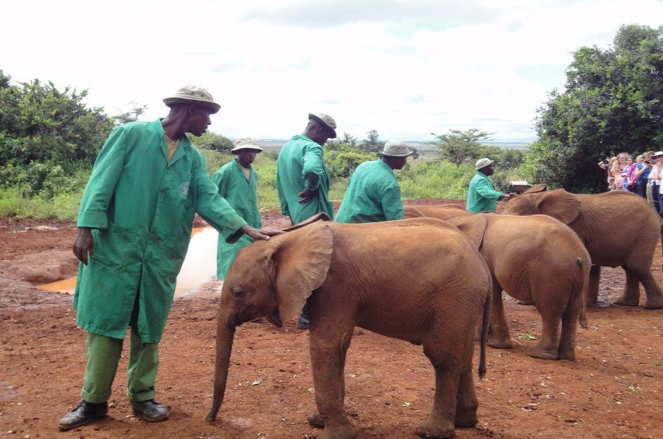 Kenya Heartwarming Half Day Safari of an Elephant Orphanage & Giraffe Centre