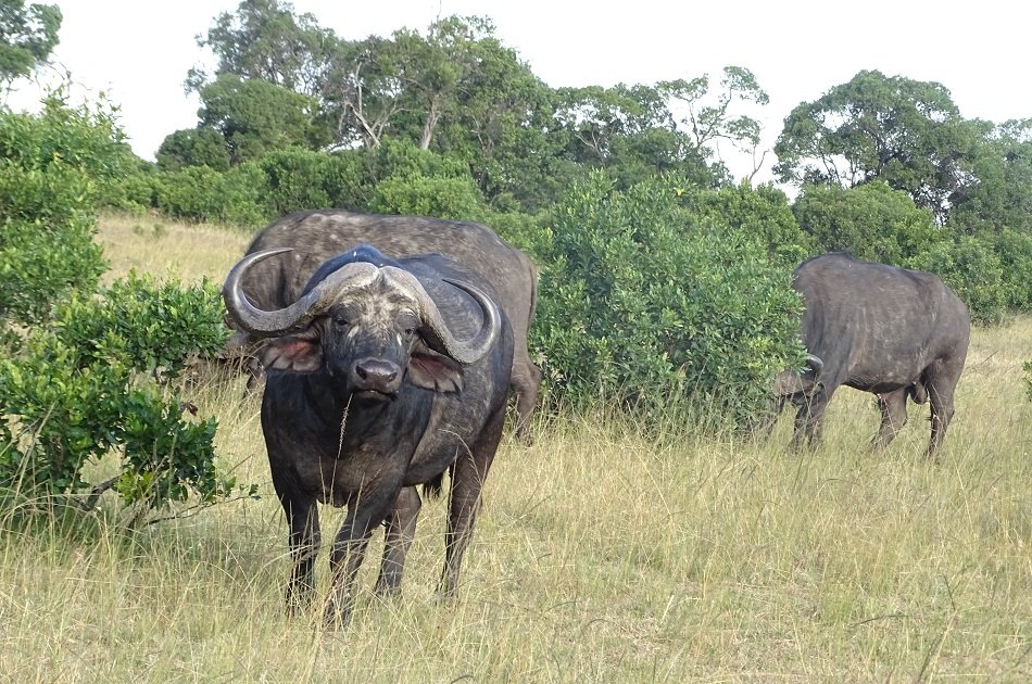 Nairobi National Park & Elephant Orphanage Day Trip