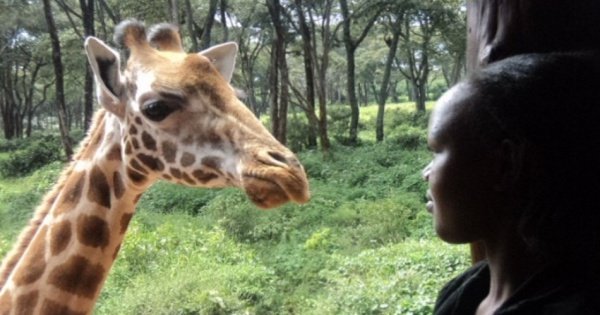 Nairobi National Park, Elephant Orphanage and Giraffe Center Tour
