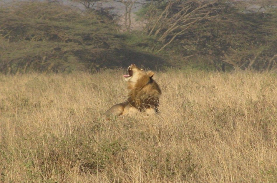 Nairobi National Park, Elephant Orphanage and Giraffe Center Tour