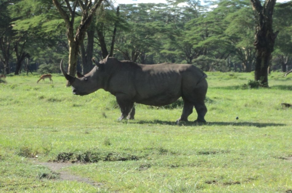 Nairobi National Park, Elephant Orphanage and Giraffe Center Tour