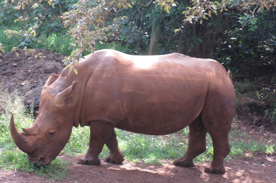 Remarkable Nairobi Half Day Tour: Animal Orphanage & Elephant centre