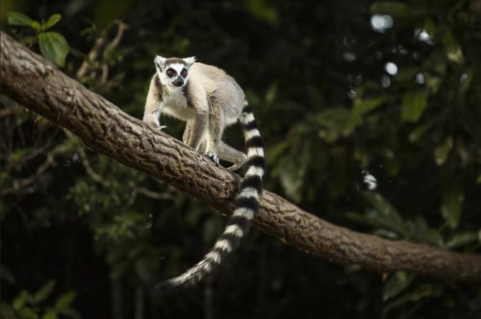 12 Day Madagascar 1000 Vies Tour From South Africa