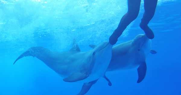 Dolphin Encounter in Isla Mujeres