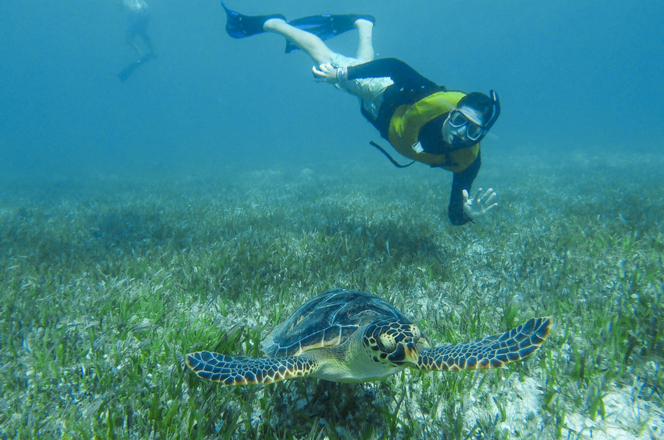 Snorkel and Swim With Turtles, A Fun Way to Discover 4 Areas of Cancun!