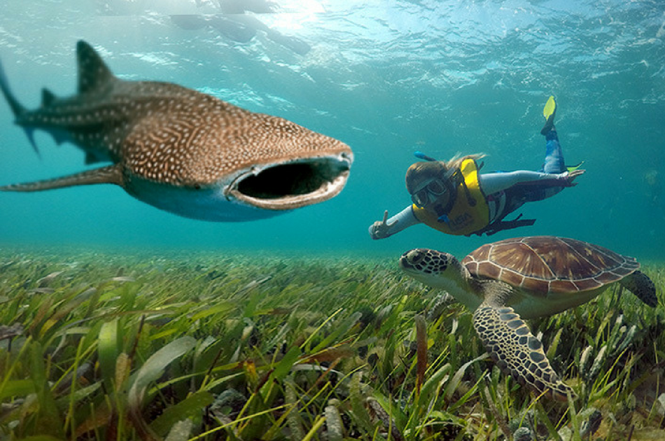Whale Sharks and Sea Turtles 7 Hour Guided Tour, Mexico