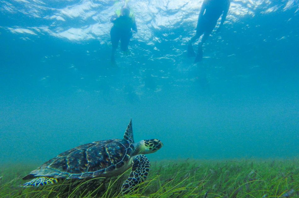 Whale Sharks and Sea Turtles 7 Hour Guided Tour, Mexico