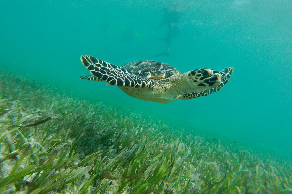Whale Sharks and Sea Turtles 7 Hour Guided Tour, Mexico