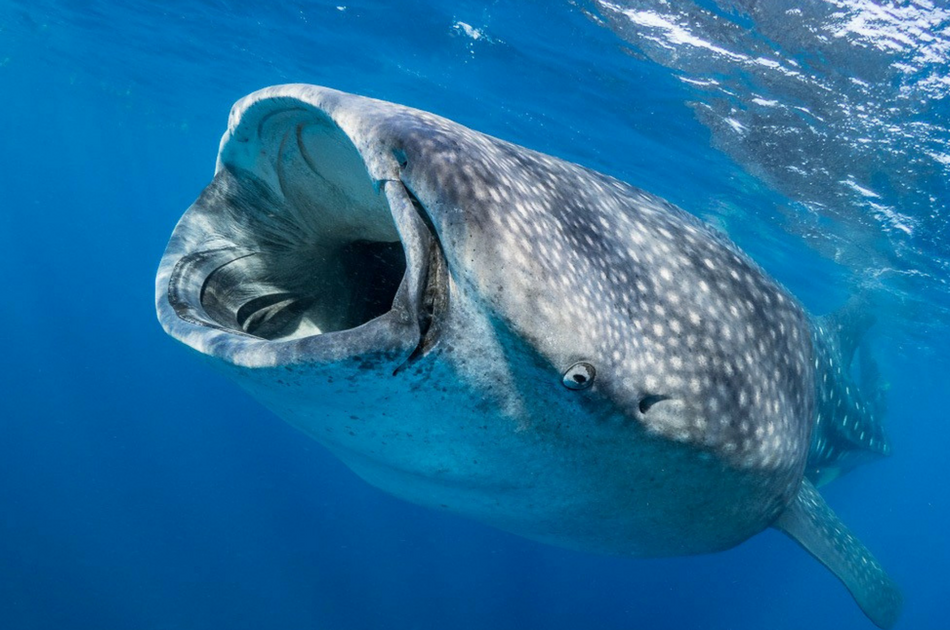Whale Sharks and Sea Turtles 7 Hour Guided Tour, Mexico
