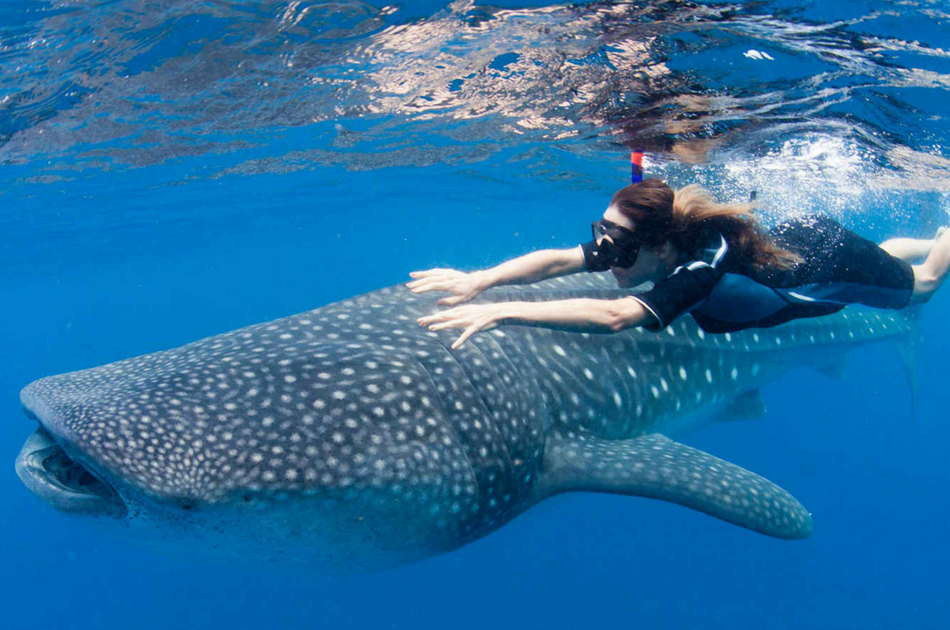 Whale Sharks and Sea Turtles 7 Hour Guided Tour, Mexico