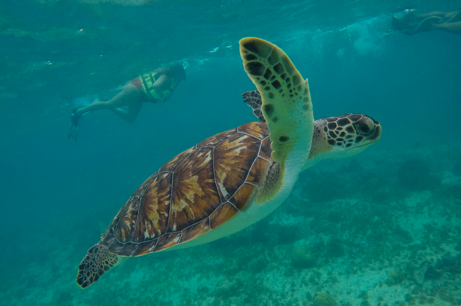 Whale Sharks and Sea Turtles 7 Hour Guided Tour, Mexico