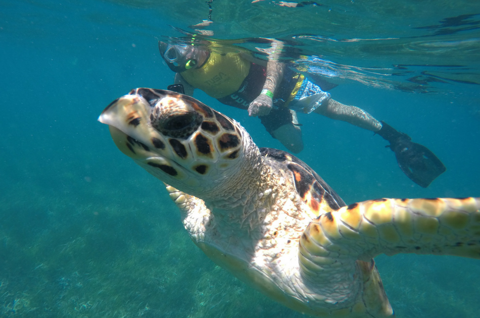 Whale Sharks and Sea Turtles 7 Hour Guided Tour, Mexico