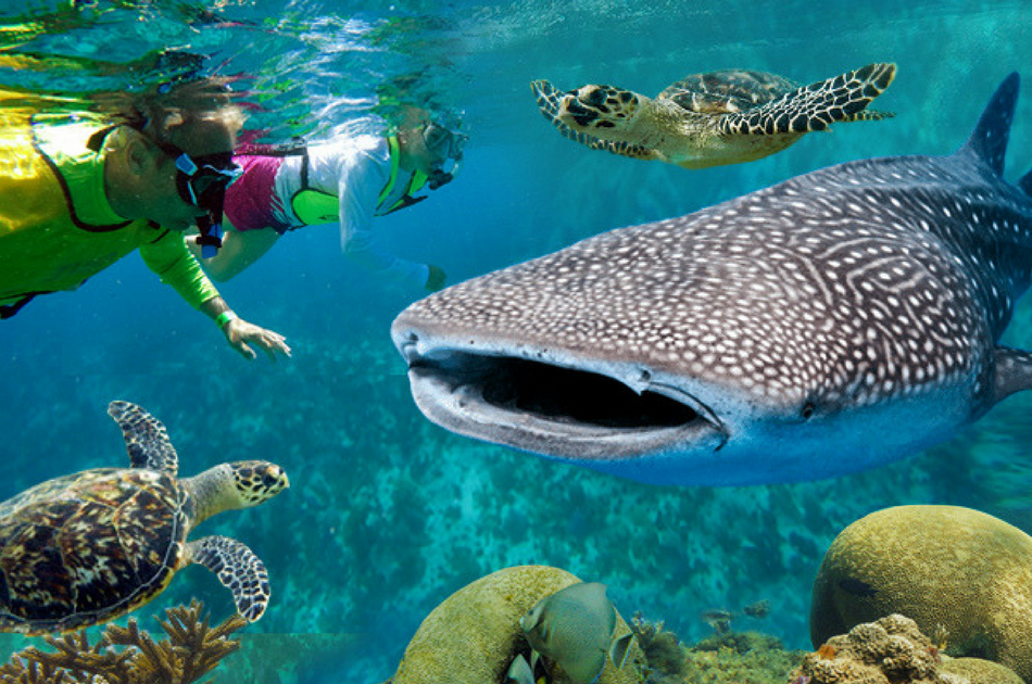 Whale Sharks and Sea Turtles 7 Hour Guided Tour, Mexico