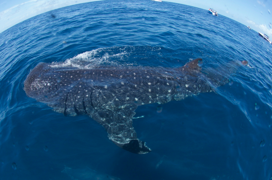 Whale Sharks and Sea Turtles 7 Hour Guided Tour, Mexico