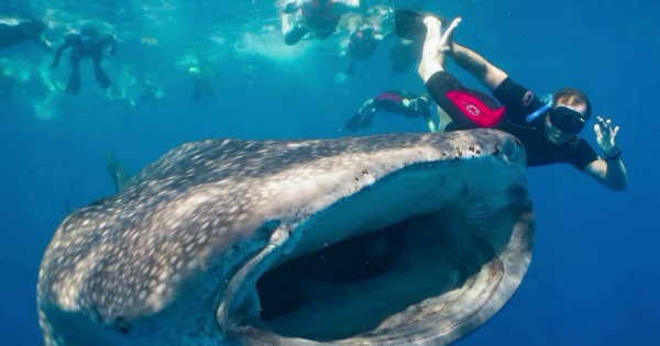 Whale Sharks and Sea Turtles 7 Hour Guided Tour, Mexico
