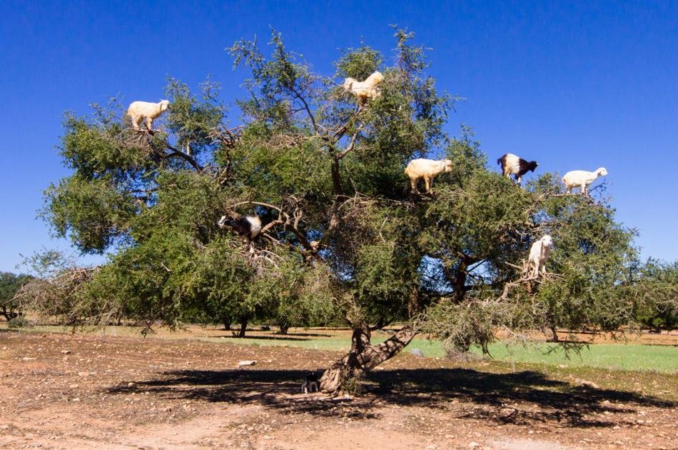 Private Day Trip from Marrakech to Essaouira With Lunch